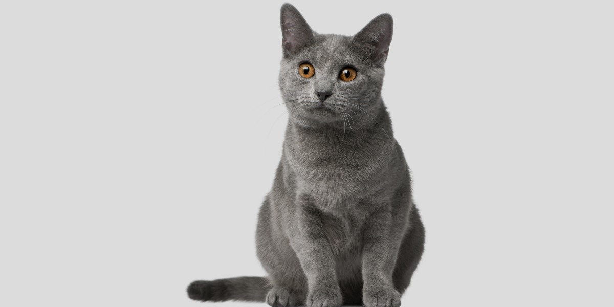 Is It Necessary To Spay Or Neuter Chartreux Cat