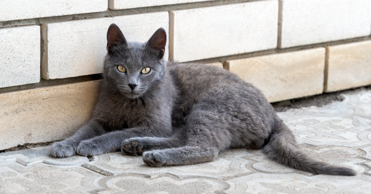characteristices of russian blue