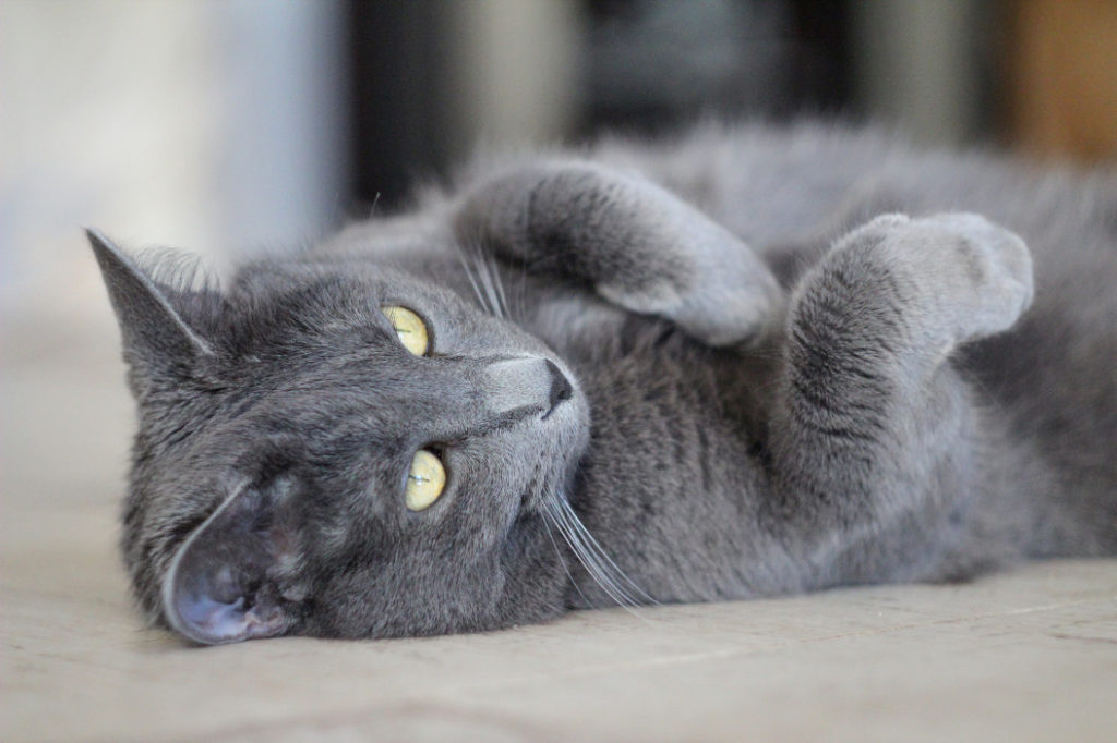 Are Russian Blue Cats High Maintenance
