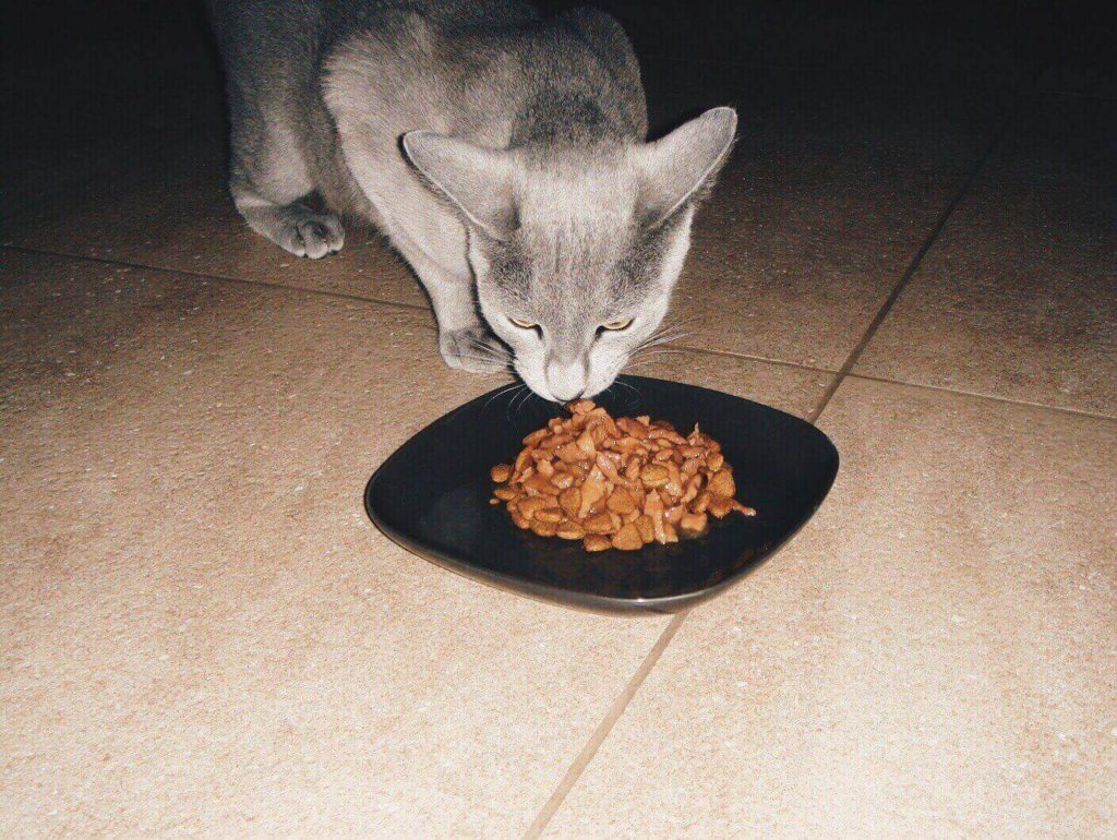 How Much Should A Russian Blue Kitten Eat