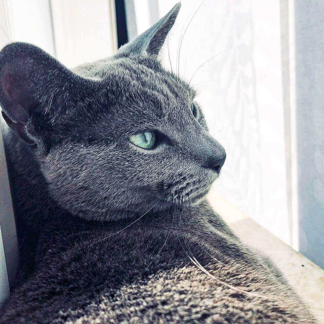 Russian Blue Cat Vaccination