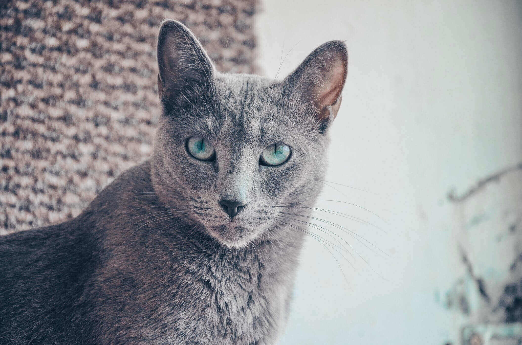 Can Russian Blue Cats Drink Milk