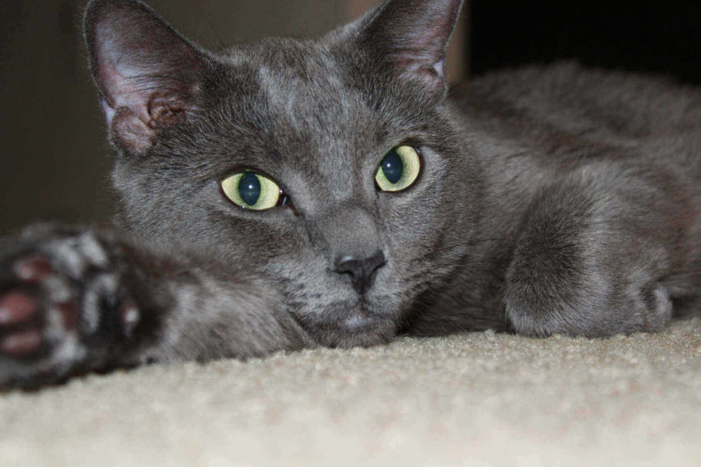 Do Russian Blue Cats Have Eye Problems